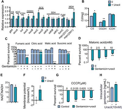 Uracil restores susceptibility of methicillin-resistant Staphylococcus aureus to aminoglycosides through metabolic reprogramming